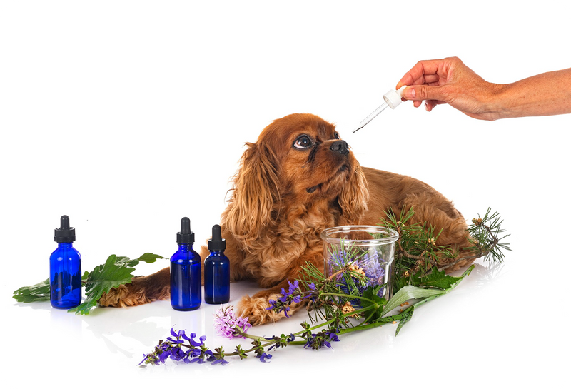 Pet & Household Considerations